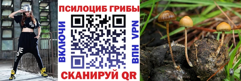 Купить где  Великие Луки  Галлюциногенные грибы Psilocybine cubensis 